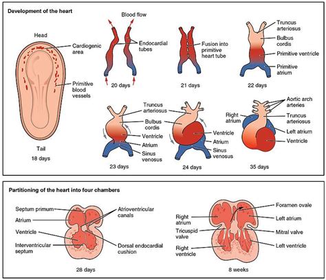 Heart development - Wikipedia | Heart anatomy, Anatomy and physiology ...