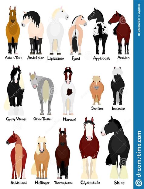 Illustration about Various popular horse breeds bundle, horses and ponies on white with breed ...