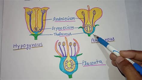 Hypogynous, Perigynous, and Epigynous(Position of Floral parts on the ...