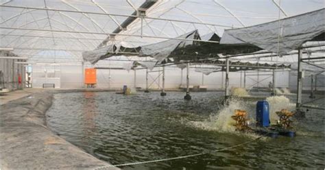 New Technology for Shrimp Farming in Panama | The Fish Site