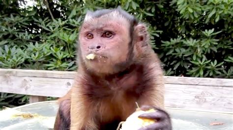 Capuchin Monkey Summer Fun Montage - YouTube