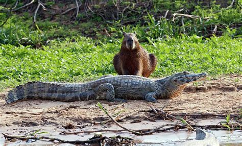 Yacare Caiman And Capybara Photograph by John Devries/science Photo Library - Fine Art America