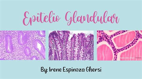 Tejido Epitelial Glandular / HISTOLOGÍA | Histología | Tejido epitelial | uDocz