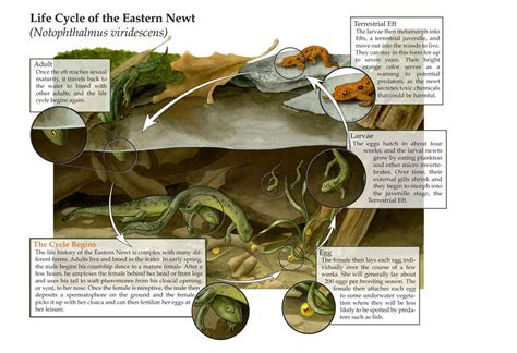 Life Cycle of the Eastern Newt by elizabethnixon on DeviantArt