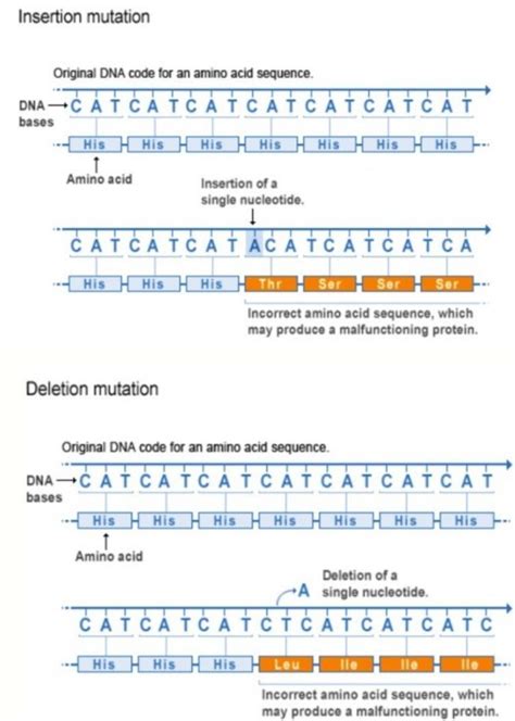 Dna Mutation Deletion