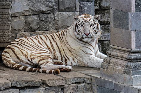 White Tiger in India Photograph by Arterra Picture Library