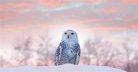 Where Do Snowy Owls Live? (Habitat + Distribution) | Birdfact