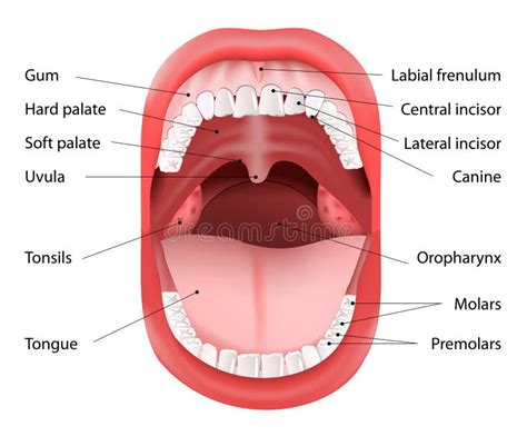 Human Mouth anatomy stock vector. Illustration of crown - 45101008