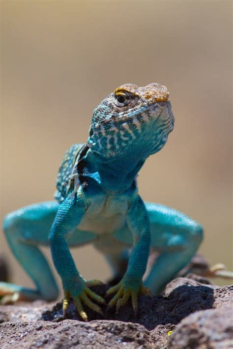 Blue Lizard | Cute animals, Animals, Animals beautiful