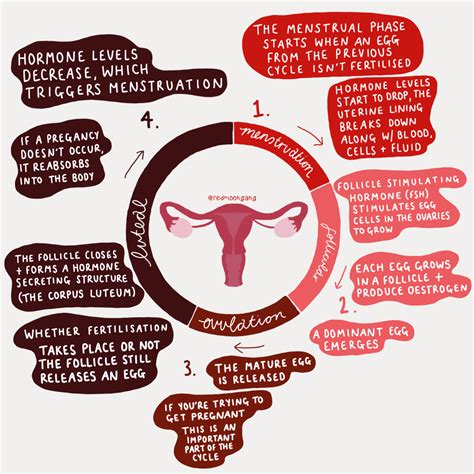 What is a menstrual cycle? - Red Moon Gang