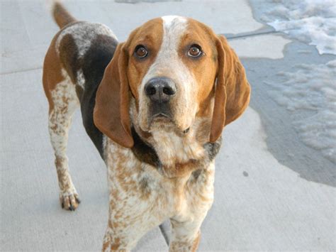 tri-color english coon hounds - one of Rosie's people American Coonhound, English Coonhound ...