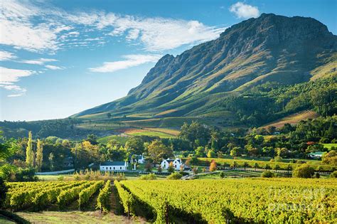 Vineyards near Stellenbosch, South Africa Photograph by Justin Foulkes - Fine Art America