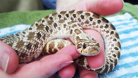 Hognose Snake Care Sheet | DubiaRoaches.com