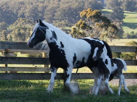 Twin Gypsy Cob Foals « Surrey Springs Gypsy Cobs Australia