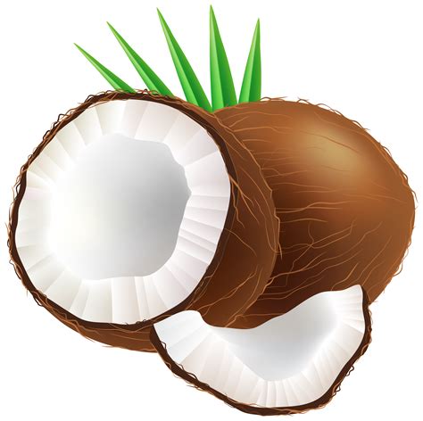 Coconut PNG Clip Art