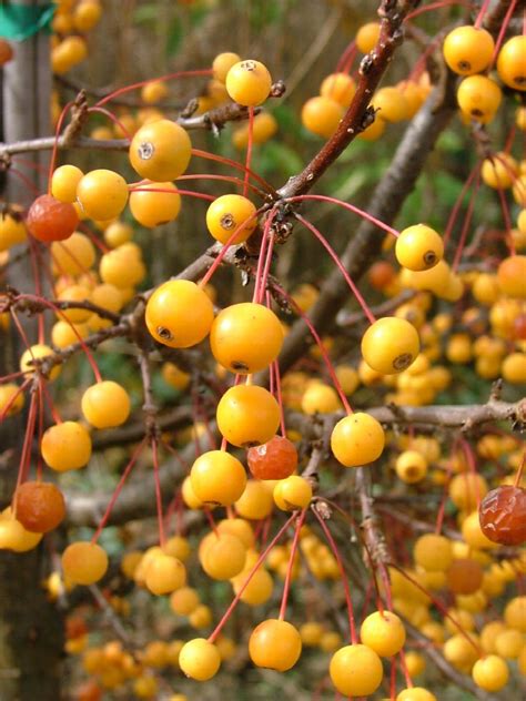 Cinderella® Dwarf Crabapple, Malus x 'Cinzam', Monrovia Plant