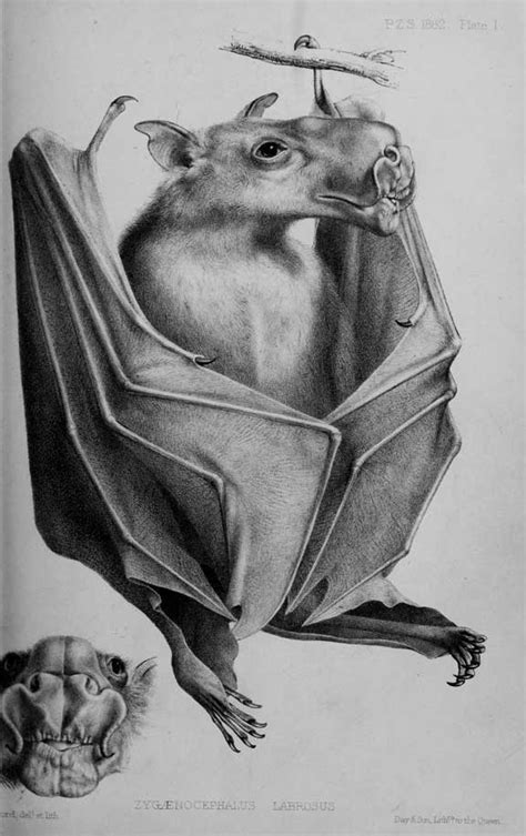 Bat Anatomy