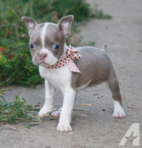 Blue Brindle Boston Terrier Puppies For Sale - Pets Lovers