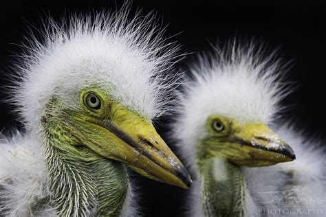 Island Life - Bird Nesting — Jay Fleming