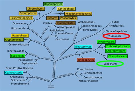 European Centre for marine biotechnology, glycobiology, Research & Development and anti ...