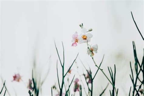 Minimalist Spring HD Wallpapers - Wallpaper Cave