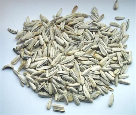 Sunflower seeds | Feedipedia