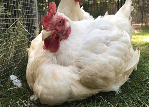 Cornish Chicken: Eggs, Height, Size and Raising Tips