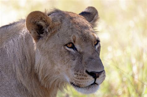 lion without a mane Botswana Africa safari wildlife Photograph by Artush Foto - Pixels
