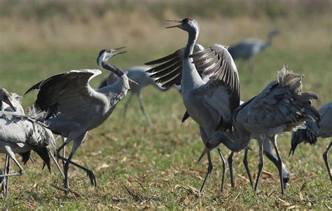 Germany - Crane migration - Pictures - CBS News