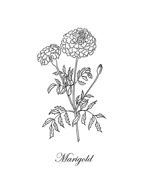 Marigold Drawing - Marigold. Botanical by Masha Batkova | Birth flower ...