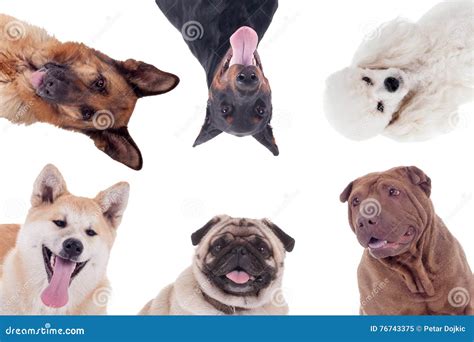 Group of Dogs of Different Breeds Isolated on White Stock Image - Image of short, group: 76743375