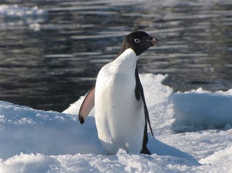 Wildlife of Antarctica - AntarcticGlaciers.org