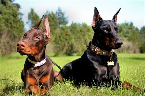 What is Territorial Aggression : Why Does It Make A Dog So Angry? | Doberman pinscher dog ...