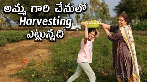 అమ్మ గారి చేనులో Harvesting ఎట్లున్నది | కరి పండుగకు పోయి గంపెడు ...