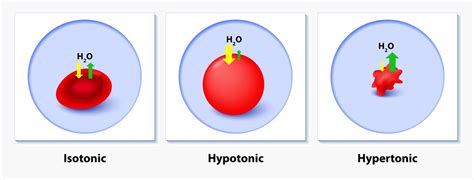 Top 177+ When an animal cell is placed in a hypotonic solution ...