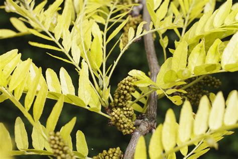 Thornless Honeylocust | Deciduious Trees | Cold Stream Farm