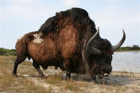 Bison latifrons (aka the giant bison) lived in North America during the ...