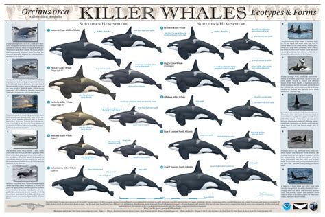 You can stop calling North Atlantic killer whales type 1 and type 2