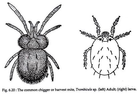 Life Cycle of Mites (With Diagram) | Zoology