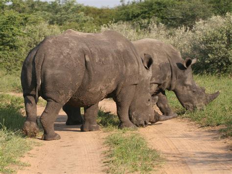 Khama Rhino Sanctuary - Drive Botswana