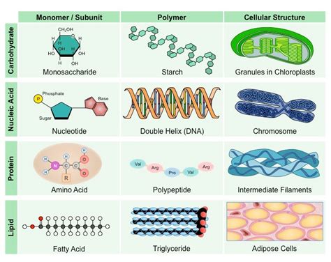 Organic Compounds | Teaching biology, Biology lessons, Microbiology