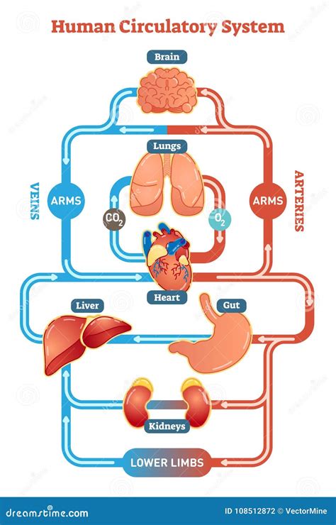 10+ Diagram Of Circulatory System Of Human Body | Robhosking Diagram