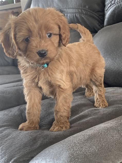 Cavapoo Puppies For Sale | Shipshewana, IN #314789