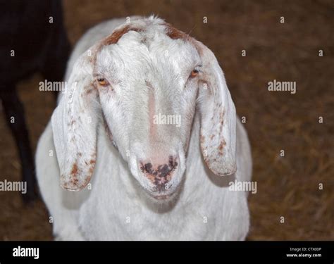 Anglo Nubian Goat Stock Photo - Alamy