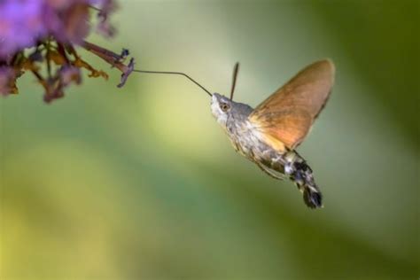 Have You Seen A Hummingbird Moth? Here Are 10 Facts That Will Amaze - Farmers' Almanac - Plan ...