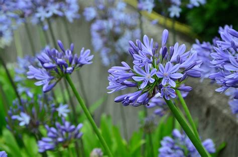 Agapanthus africanus care and culture | Travaldo's blog