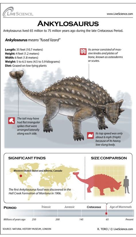 Ankylosaurus: Facts About the Armored Lizard | Dinosaur facts, Dinosaur, Dinosaur fossils