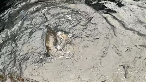 Otters Playing in the Water. Marine Life in Lisbon Oceanarium Stock Footage - Video of ...