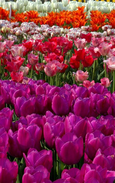 Tulip Time Festival - Nelis' Dutch Village - Holland, Michigan