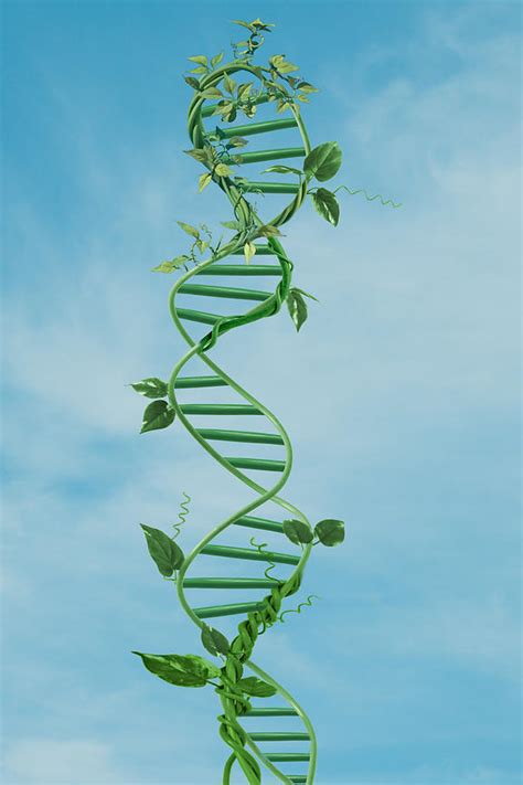 Ann Cutting Photography DNA as plant